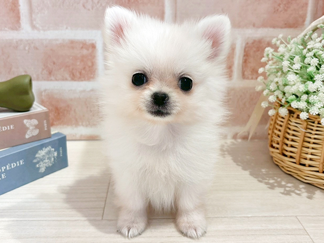 東京都のポメチワ/チワポメ/ポメチー(ポメラニアン×チワワ) (ペッツファースト自由が丘店/2025年10月19日生まれ/男の子/クリーム)の子犬の1枚目の画像