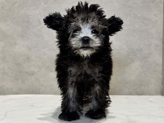 東京都のトイプードル(タイニー) (ペッツファースト神楽坂店/2025年10月11日生まれ/女の子/シルバー)の子犬の1枚目の画像