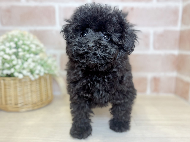 東京都のトイプードル(タイニー) (ペッツファースト荻窪店/2025年10月11日生まれ/女の子/ブラック)の子犬