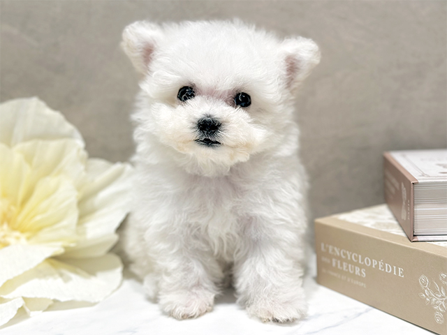 東京都のビションフリーゼ (ペッツファースト代官山店/2025年10月21日生まれ/男の子/ホワイト)の子犬の1枚目の画像