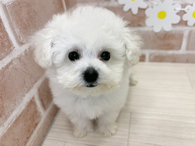 鹿児島県のビションフリーゼ (ペッツファースト鹿児島店/2025年10月21日生まれ/男の子/ホワイト)の子犬の1枚目の画像