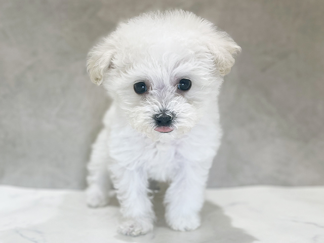 千葉県のビションフリーゼ (ペッツファーストららぽーとTOKYO-BAY店/2025年10月21日生まれ/男の子/ホワイト)の子犬