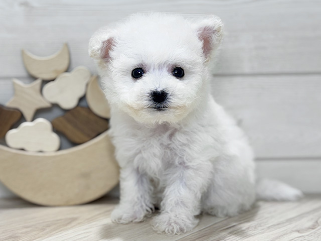 ビションフリーゼ