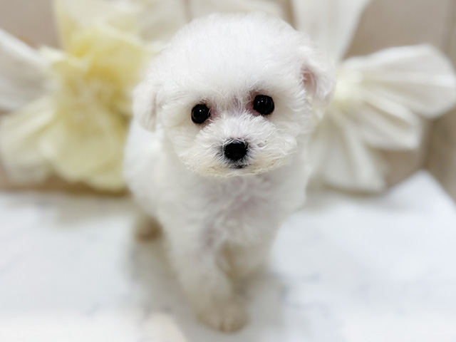 東京都のビションフリーゼ (ペッツファースト恵比寿店/2025年10月21日生まれ/女の子/ホワイト)の子犬の1枚目の画像