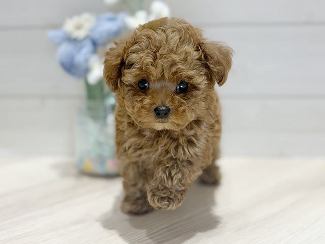 大阪府のトイプードル(トイ) (ペッツファーストららぽーと門真店/2025年10月21日生まれ/男の子/レッド)の子犬の1枚目の画像