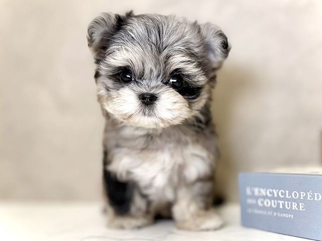 大阪府のチワマル/マルチワ(チワワ×マルチーズ) (ペッツファースト心斎橋本店/2025年10月20日生まれ/女の子/ブルーマール)の子犬の1枚目の画像