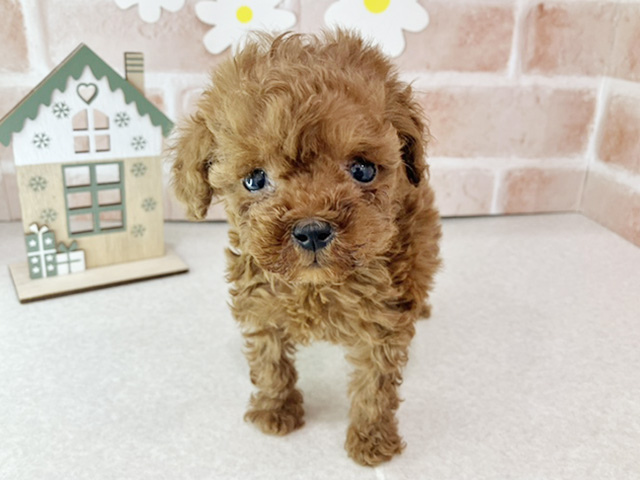 東京都のトイプードル(タイニー) (ペッツファーストお台場店/2025年10月20日生まれ/女の子/レッド)の子犬の1枚目の画像