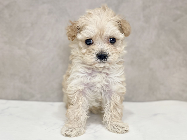 千葉県のマルプー(マルチーズ×プードル) (ペッツファーストららぽーとTOKYO-BAY店/2025年10月18日生まれ/女の子/アプリコット)の子犬の1枚目の画像