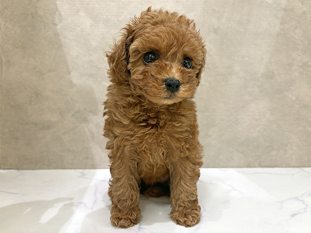 トイプードル