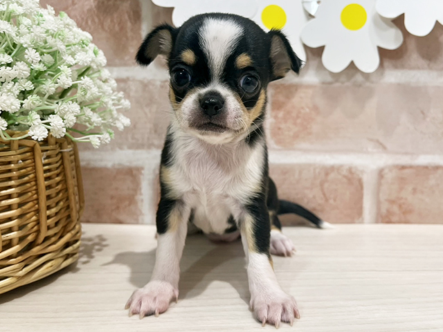 静岡県のチワワ(スムース) (ペッツファースト富士南店/2025年10月21日生まれ/女の子/ブラウンタンホワイト)の子犬の1枚目の画像