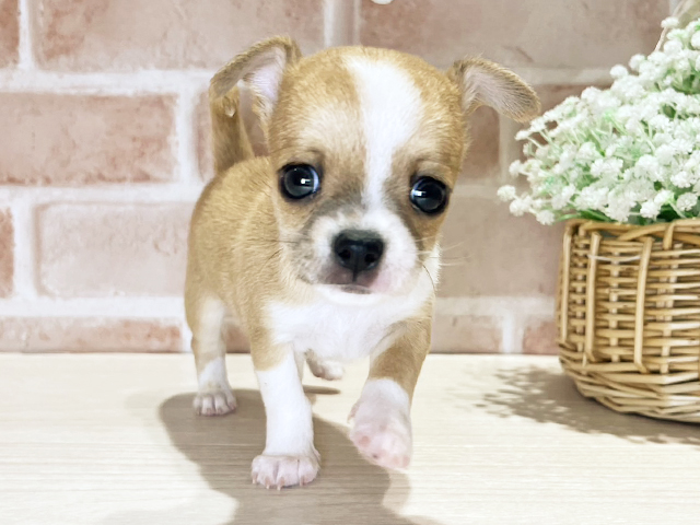 岡山県のチワワ(スムース) (ペッツファースト倉敷店/2025年10月21日生まれ/女の子/レッドホワイト)の子犬の1枚目の画像