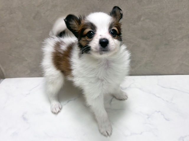パピヨン, 性別 男の子, 誕生日 2025/10/21, 毛色 ホワイトレッド, 出身 福岡県, 店舗 岩槻店(埼玉県), お問い合わせ番号 2534768