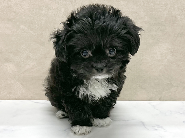 東京都のチワプー/プーチー(チワワ×プードル) (ペッツファースト八王子多摩美大前店/2025年10月21日生まれ/男の子/ブラックホワイト)の子犬