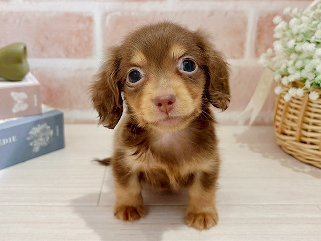 カニヘンダックスフンド