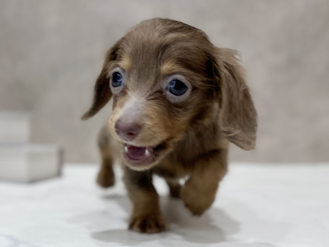 東京都のカニンヘンダックスフンド(ロング) (ペッツファースト新宿店/2025年10月21日生まれ/女の子/イザベラタン)の子犬の1枚目の画像