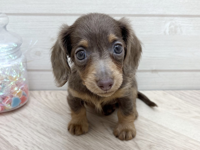 カニヘンダックスフンド