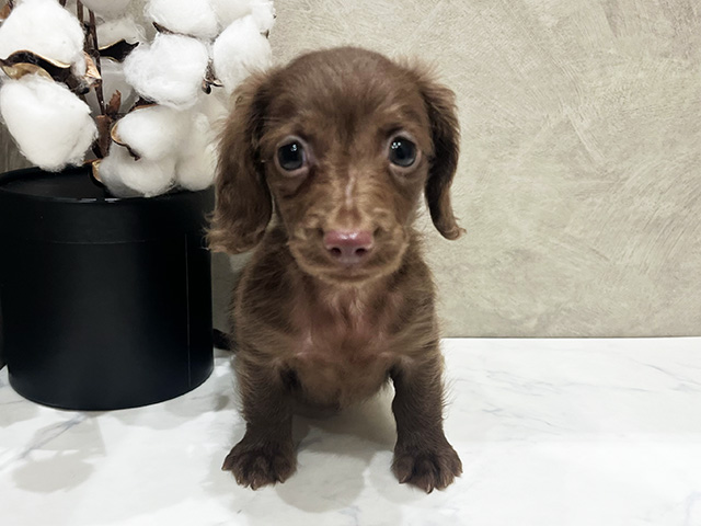 カニヘンダックスフンド