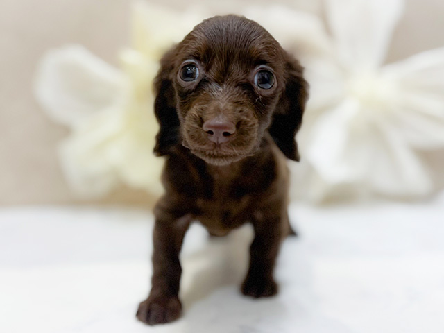 東京都のカニンヘンダックスフンド(ロング) (ペッツファースト恵比寿店/2025年10月21日生まれ/男の子/チョコレート)の子犬の1枚目の画像