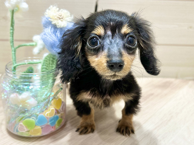 大阪府のカニンヘンダックスフンド(ロング) (ペッツファーストららぽーと門真店/2025年10月21日生まれ/男の子/ブラックタン)の子犬の1枚目の画像