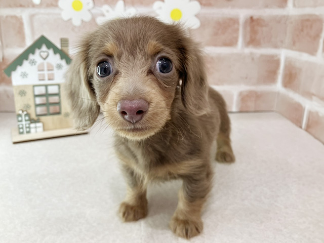 東京都のカニンヘンダックスフンド(ロング) (ペッツファーストお台場店/2025年10月21日生まれ/女の子/イザベラタン)の子犬の1枚目の画像