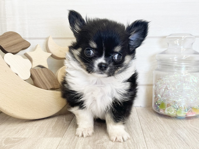 愛知県のチワワ(ロング) (ペッツファースト大高店/2025年10月21日生まれ/男の子/ブラックタンホワイト)の子犬の1枚目の画像