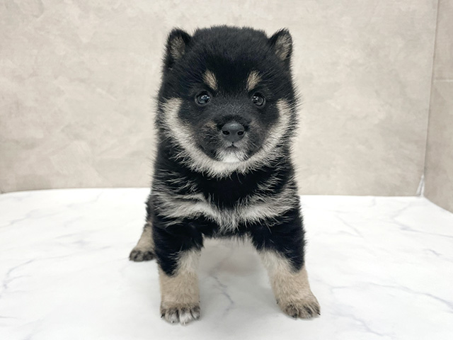 東京都の豆柴 (ペッツファースト八王子多摩美大前店/2025年10月21日生まれ/男の子/黒)の子犬の1枚目の画像