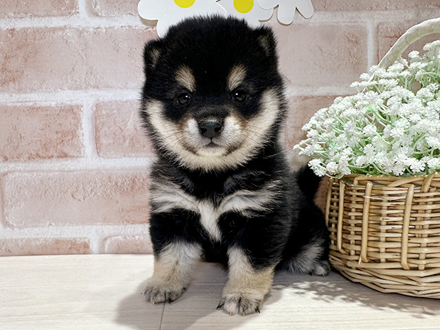 岡山県の豆柴 (ペッツファースト倉敷店/2025年10月21日生まれ/女の子/黒)の子犬の1枚目の画像