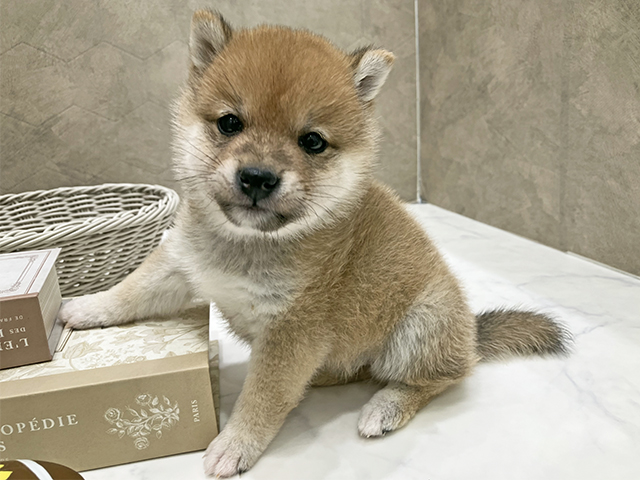 東京都の豆柴 (ペッツファースト晴海店/2025年10月21日生まれ/男の子/赤)の子犬の1枚目の画像
