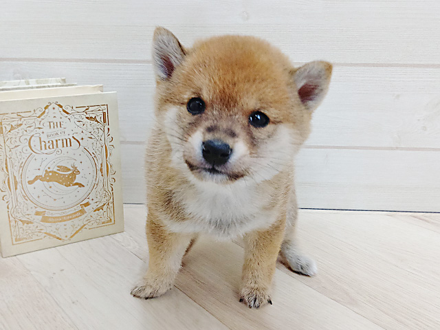 埼玉県の豆柴 (ペッツファースト上尾店/2025年10月21日生まれ/男の子/赤)の子犬の1枚目の画像