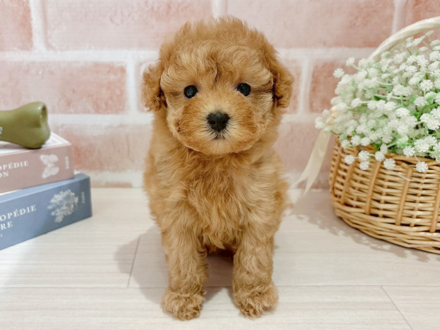 東京都のトイプードル(タイニー) (ペッツファースト自由が丘店/2025年10月21日生まれ/女の子/アプリコット)の子犬の1枚目の画像