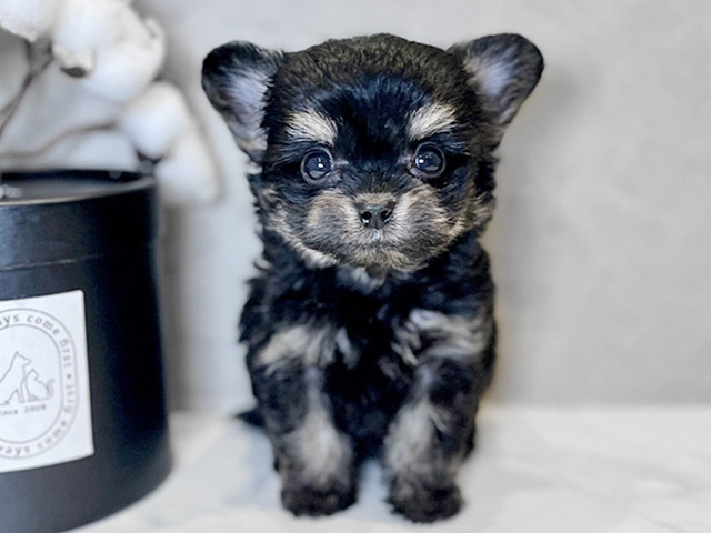 チワプー, 性別 男の子, 誕生日 2025/10/21, 毛色 ブラックタン, 出身 鹿児島県, 店舗 青山店(東京都), お問い合わせ番号 2541795