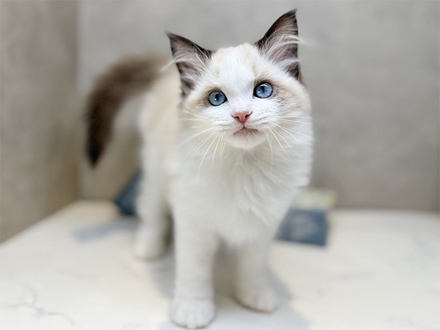 埼玉県のラグドール (ペッツファースト岩槻店/2025年10月21日生まれ/女の子/シールポイントバイカラー)の子猫