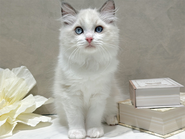 東京都のラグドール (ペッツファースト代官山店/2025年10月21日生まれ/女の子/ブルーポイントバイカラー)の子猫