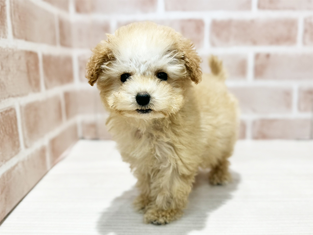 神奈川県のトイプードル(トイ) (ペッツファースト秦野店/2025年10月15日生まれ/女の子/アプリコット)の子犬の1枚目の画像