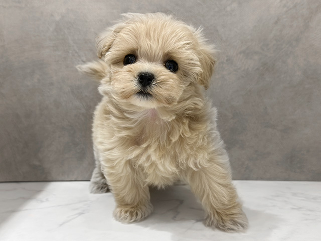 京都府のマルプー(マルチーズ×プードル) (ペッツファースト京都四条河原町店/2025年10月19日生まれ/男の子/アプリコットホワイト)の子犬の1枚目の画像