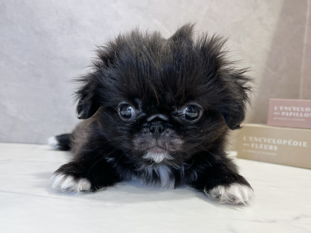 東京都のペキニーズ (ペッツファースト武蔵小山店/2025年10月20日生まれ/男の子/ブラックホワイト)の子犬の1枚目の画像