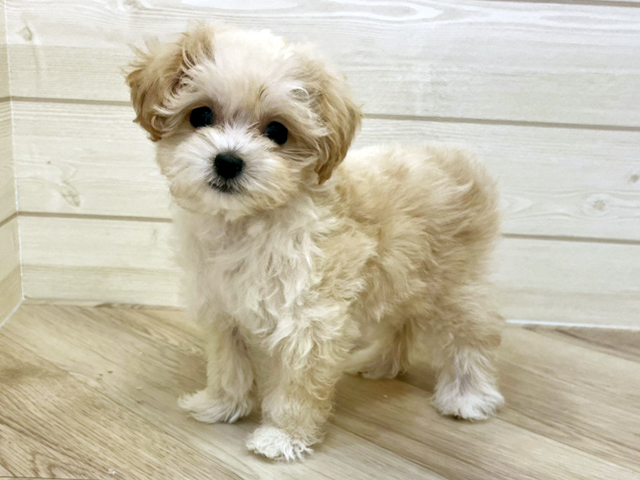 福岡県のマルプー(マルチーズ×プードル) (ペッツファースト大牟田店/2025年10月21日生まれ/女の子/アプリコットホワイト)の子犬の1枚目の画像