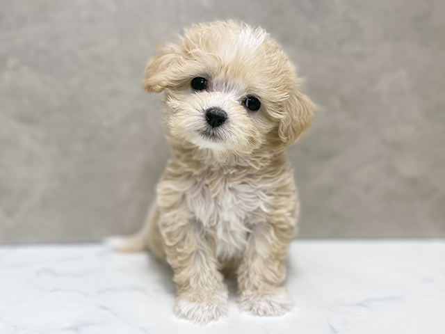 東京都のマルプー(マルチーズ×プードル) (ペッツファースト池袋店/2025年10月21日生まれ/女の子/アプリコットホワイト)の子犬