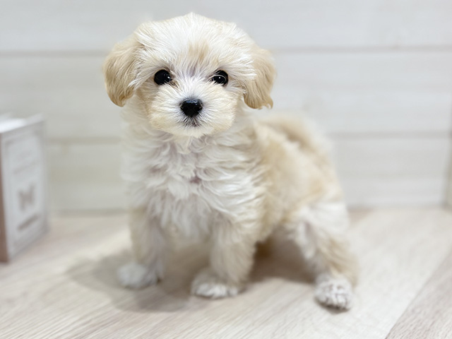 大阪府のマルプー(マルチーズ×プードル) (ペッツファースト梅田店/2025年10月21日生まれ/男の子/アプリコットホワイト)の子犬