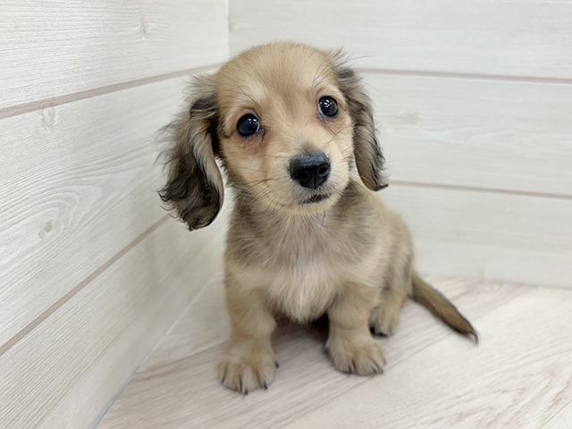 千葉県のミニチュアダックスフンド(ロング) (ペッツファースト市川コルトンプラザ店/2025年10月17日生まれ/男の子/シェーデットレッド)の子犬の1枚目の画像