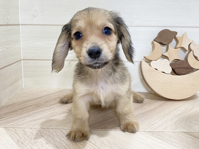 ミニチュアダックスフンド