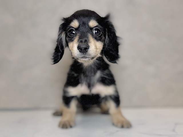 ミニチュアダックスフンド