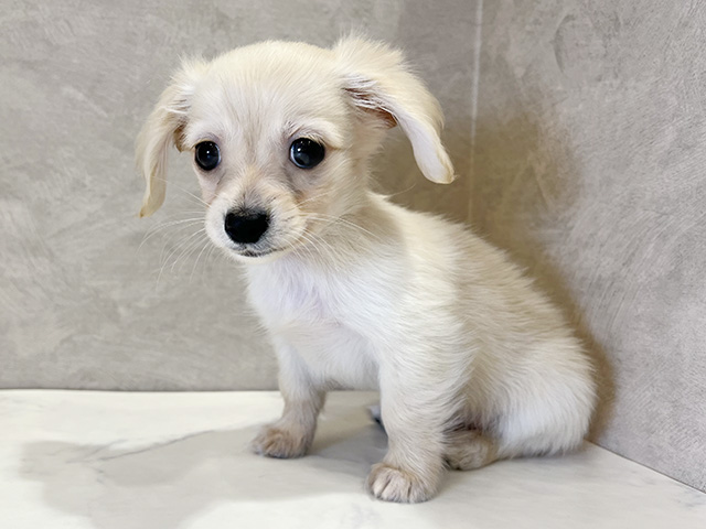 東京都のチワックス(チワワ×ダックス) (ペッツファースト武蔵小山店/2025年10月17日生まれ/男の子/クリーム)の子犬の1枚目の画像