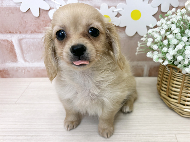 鹿児島県のチワックス(チワワ×ダックス) (ペッツファースト鹿児島店/2025年10月17日生まれ/女の子/クリーム)の子犬の1枚目の画像