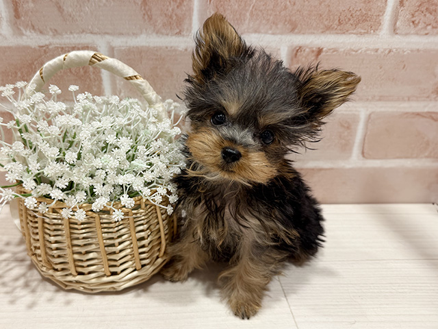 東京都のヨークシャーテリア (ペッツファースト町田店/2025年10月3日生まれ/男の子/スチールブルータン)の子犬の1枚目の画像