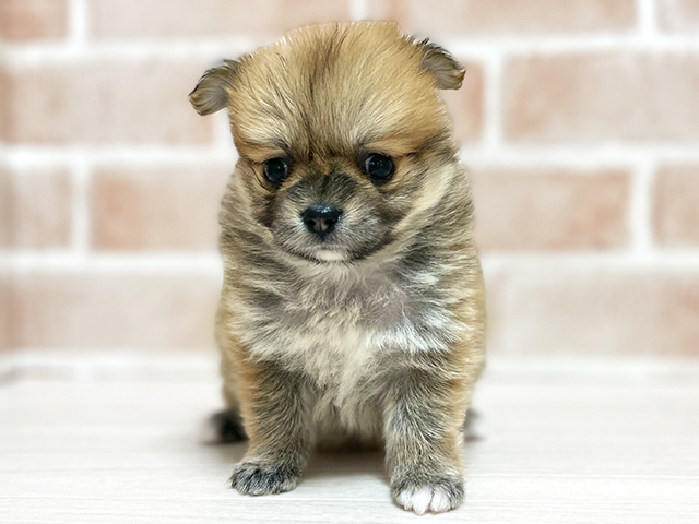 大阪府のポメチワ/チワポメ/ポメチー(ポメラニアン×チワワ) (ペッツファースト高槻店/2025年10月14日生まれ/女の子/オレンジ)の子犬の1枚目の画像