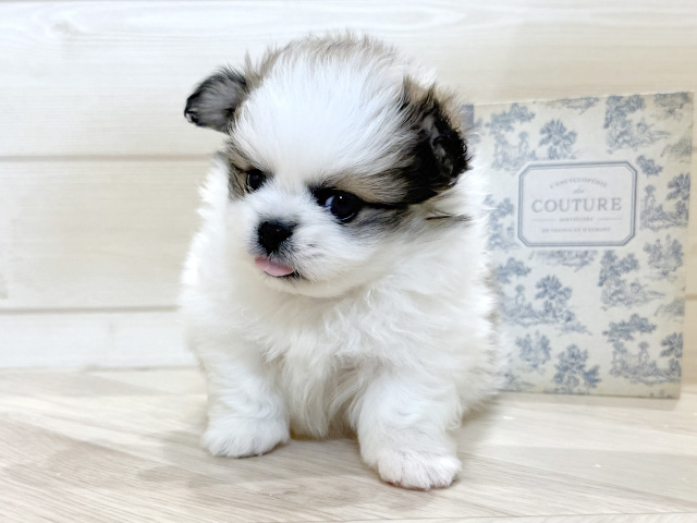 愛知県のペキポメ/ポメペキ(ペキニーズ×ポメラニアン) (ペッツファースト岡崎店/2025年10月21日生まれ/男の子/パーティーカラー)の子犬の1枚目の画像