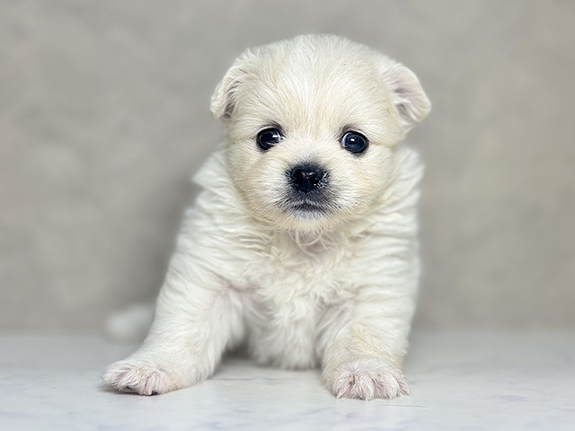 大阪府のペキポメ/ポメペキ(ペキニーズ×ポメラニアン) (ペッツファースト東大阪店/2025年10月21日生まれ/女の子/クリームホワイト)の子犬