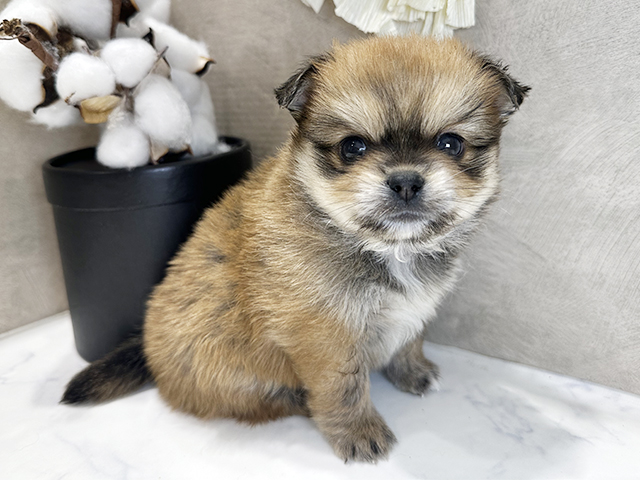 ペキニーズミックス