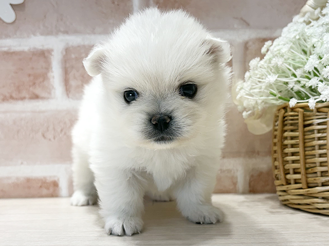 ペキニーズミックス